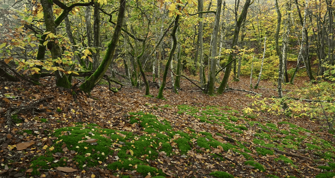 5 activités de plein air à faire en hiver